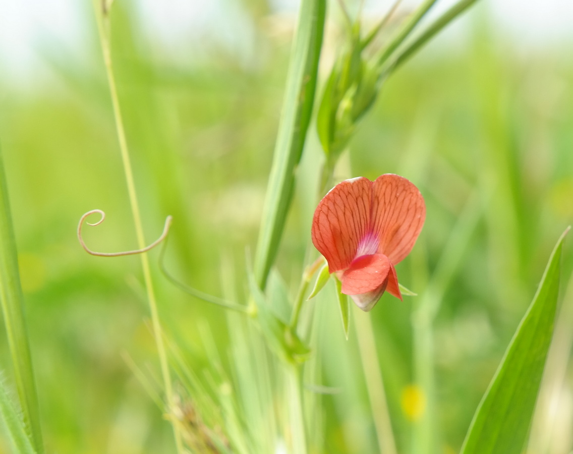 Изображение особи Lathyrus cicera.