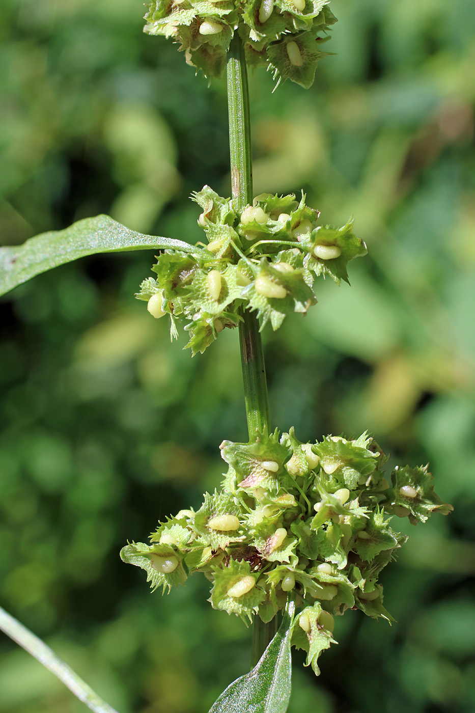 Image of Rumex drobovii specimen.