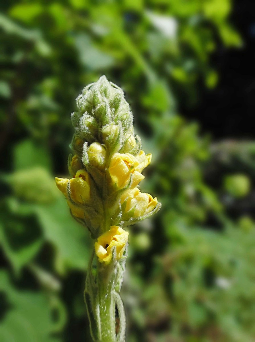 Image of Verbascum thapsus specimen.