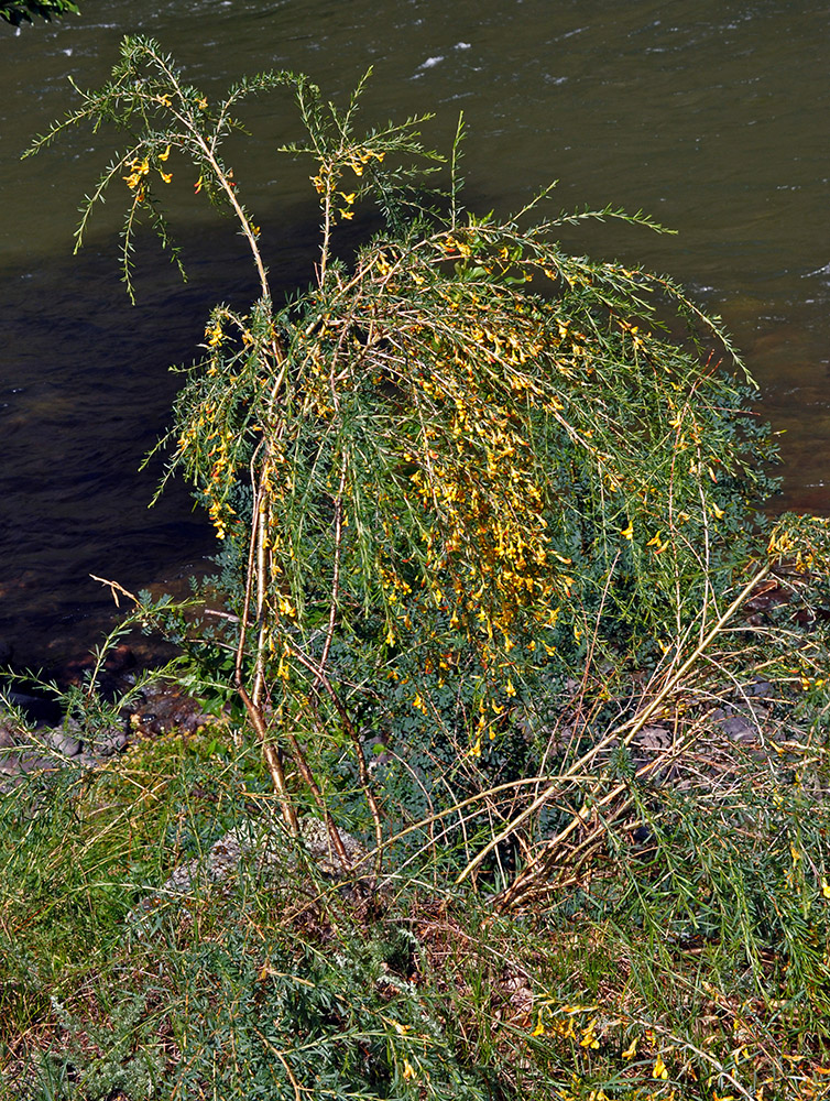 Image of Caragana pygmaea specimen.