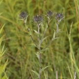 Carlina biebersteinii. Верхушки побегов с раскрывающимися соцветиями. Нижегородская обл., Кстовский р-н, окр. г. Кстово, луг. 12.07.2019.