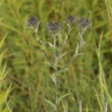 Carlina biebersteinii