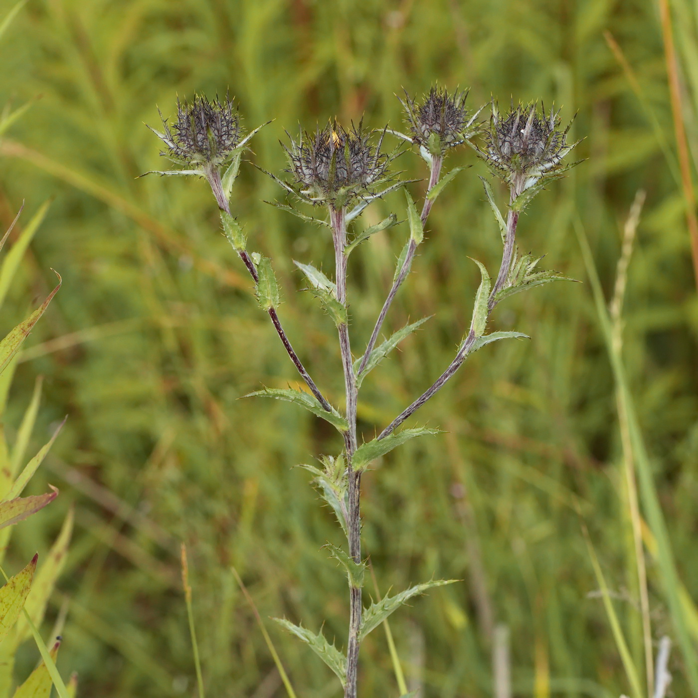 Изображение особи Carlina biebersteinii.