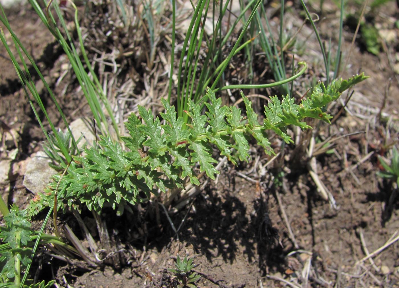 Image of Filipendula vulgaris specimen.