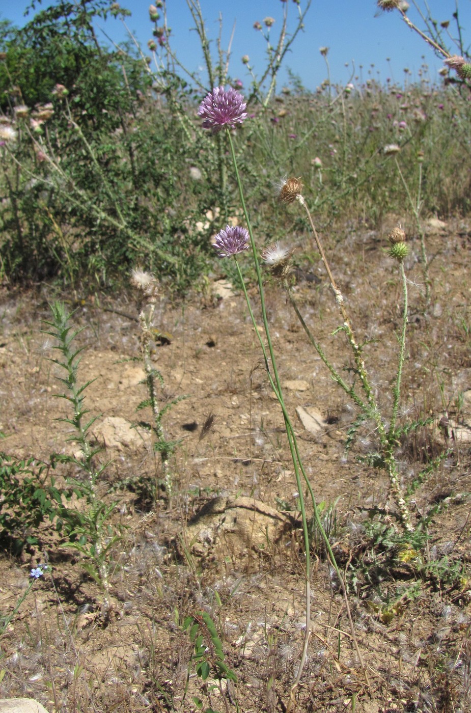 Image of Allium rotundum specimen.