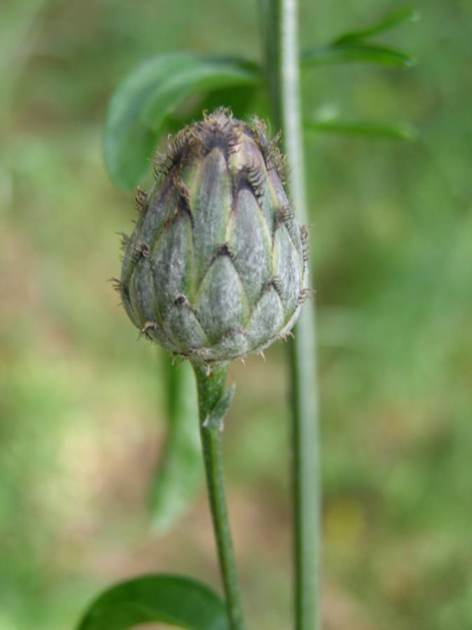 Изображение особи род Centaurea.