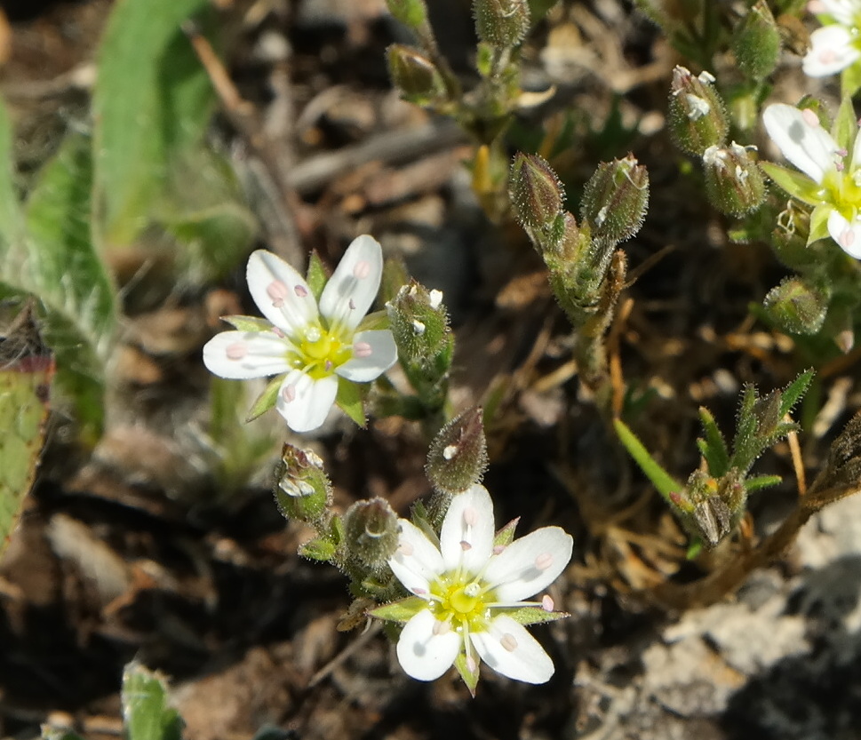 Image of Minuartia hirsuta specimen.