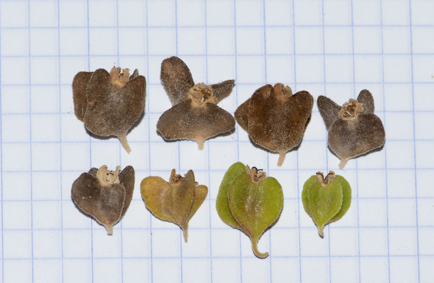 Изображение особи Tetragonia decumbens.