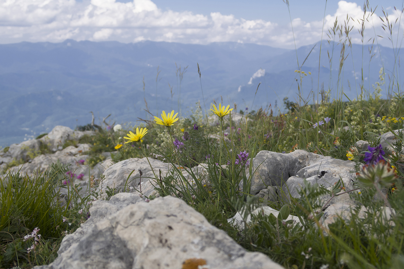 Изображение особи Tragopogon filifolius.