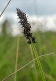Carex vulpina