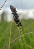 Carex vulpina. Верхушка плодоносящего побега. Пермский край, Берёзовский р-н, долина р. Шаква ниже с. Рыжково, р-н Татарской горы, сырой разнотравно-злаковый луг. 27 июля 2019 г.