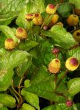 Acmella oleracea