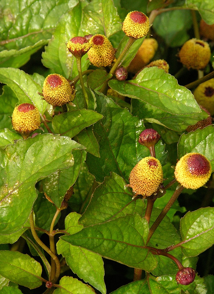 Image of Acmella oleracea specimen.