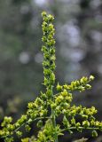 Veratrum lobelianum. Верхушка отцветающего соцветия с формирующимися плодами. Башкирия, Белорецкий р-н, гора Большой Иремель, ≈ 1000 м н.у.м., опушка смешанного леса. 30.07.2019.