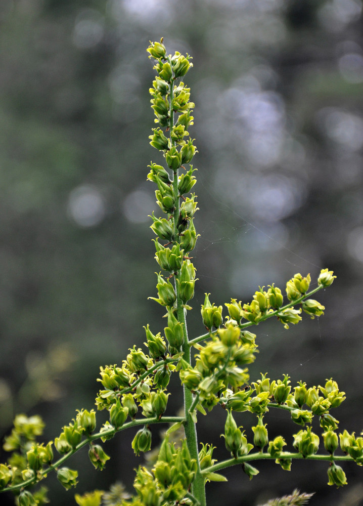 Изображение особи Veratrum lobelianum.