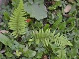 Polystichum setiferum