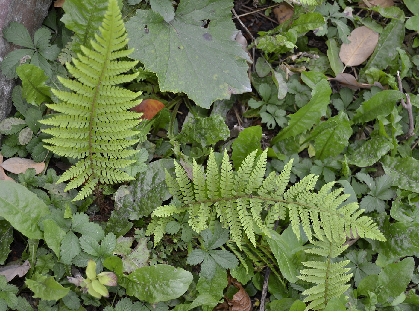 Image of Polystichum setiferum specimen.