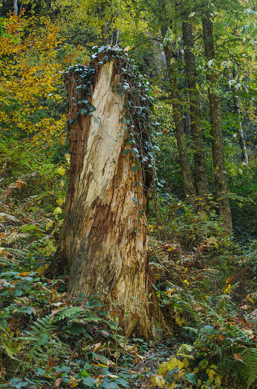 Image of Hedera helix specimen.