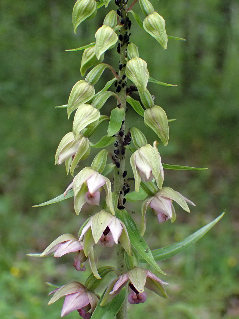 Изображение особи Epipactis helleborine.