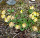 Anthyllis vulneraria разновидность schiwereckii