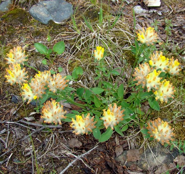 Изображение особи Anthyllis vulneraria var. schiwereckii.