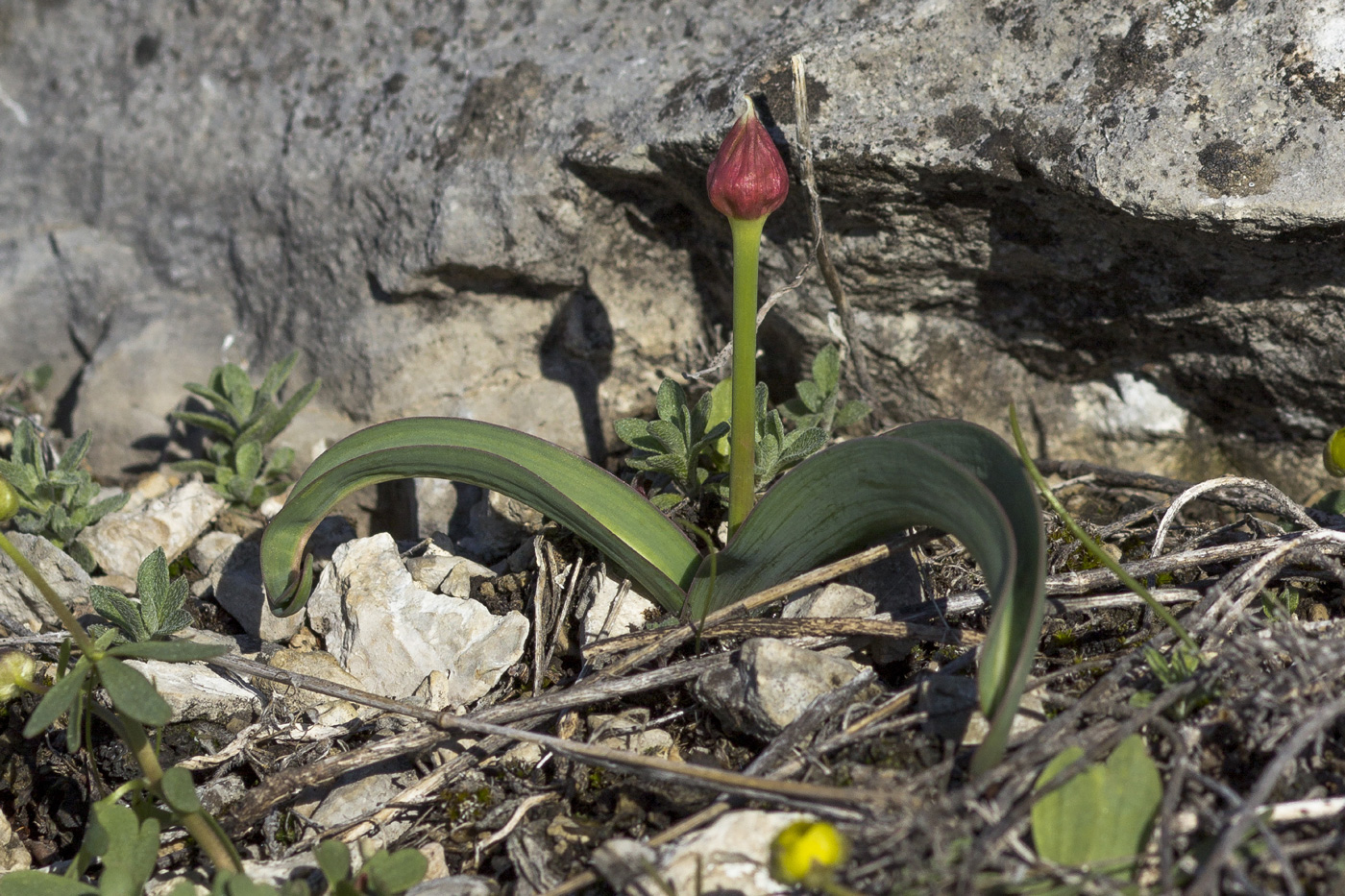 Image of Allium tulipifolium specimen.