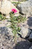 род Calibrachoa. Цветущее растение. Челябинская обл., г. Челябинск, Ботанический сад ЧелГУ, в культуре. 08.10.2019.