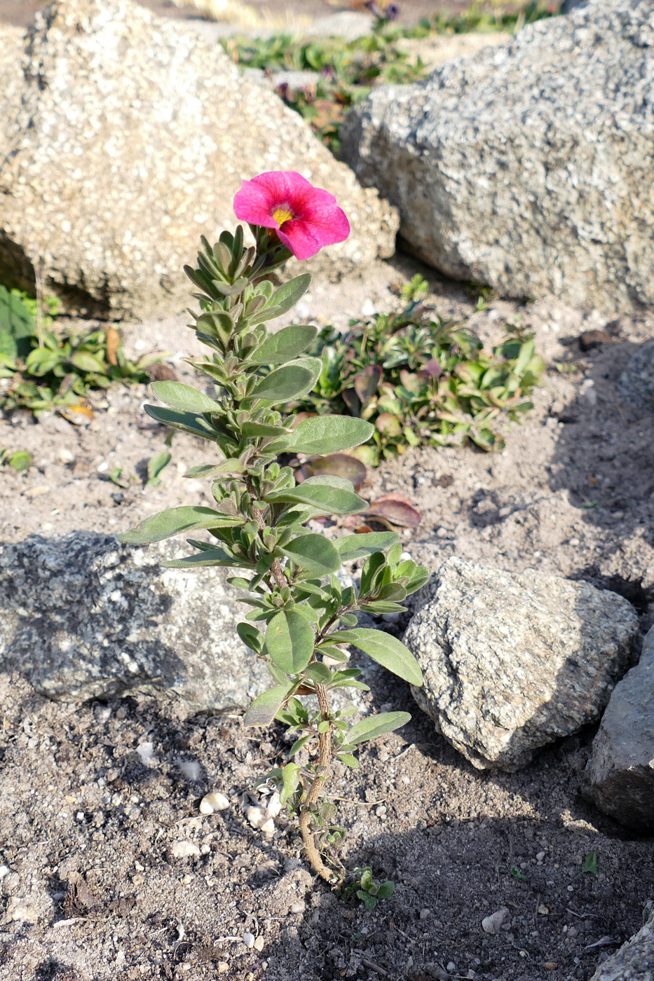 Изображение особи род Calibrachoa.