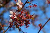 genus Cerasus