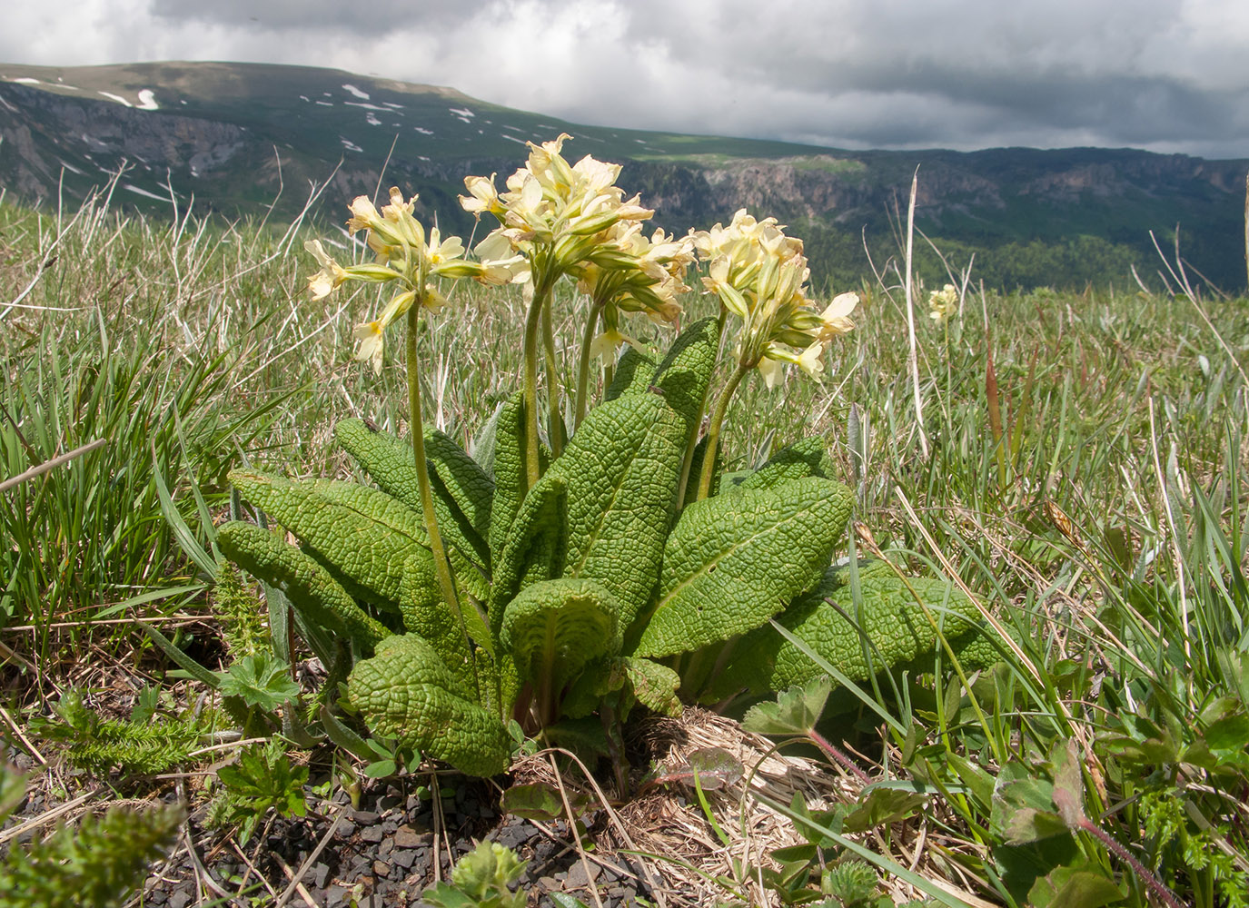 Image of Primula ruprechtii specimen.