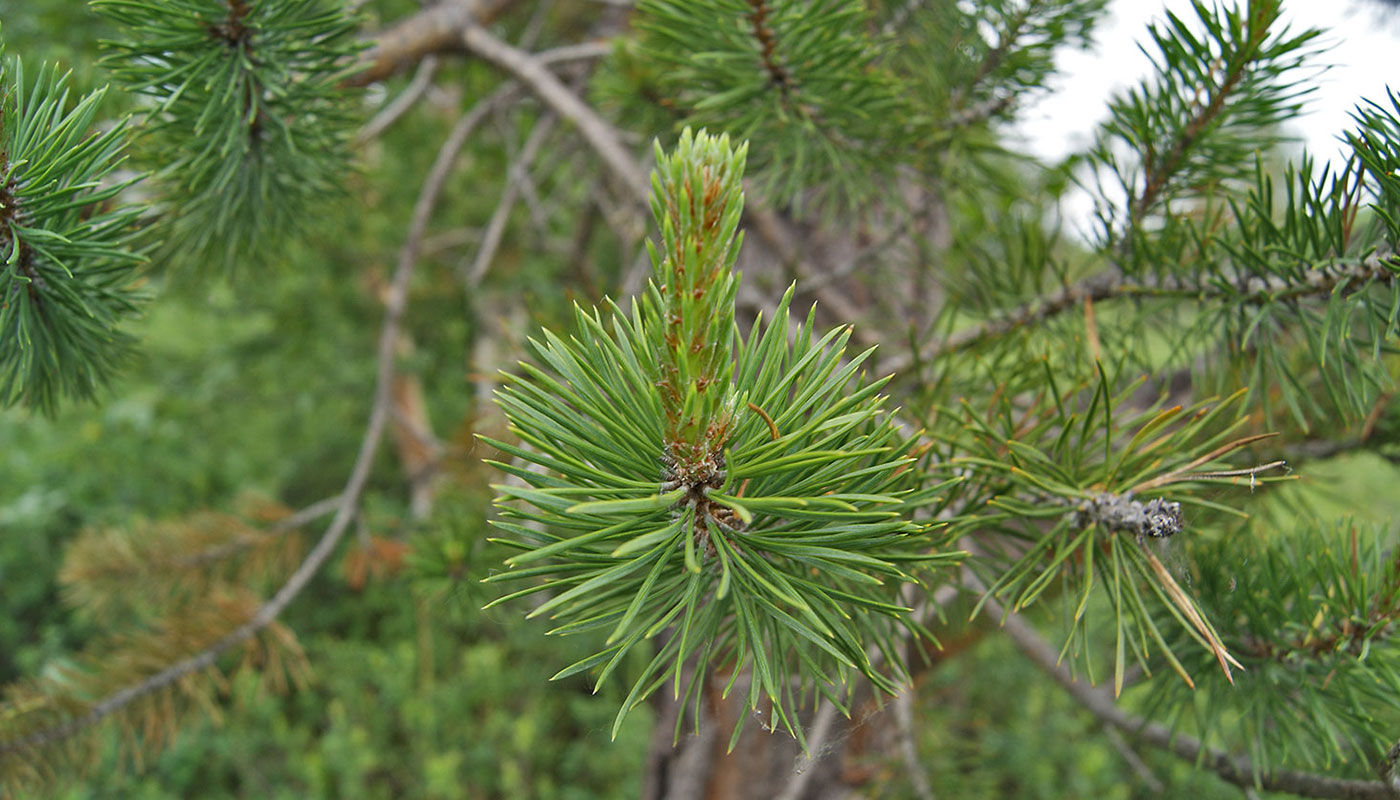 Image of Pinus sylvestris specimen.