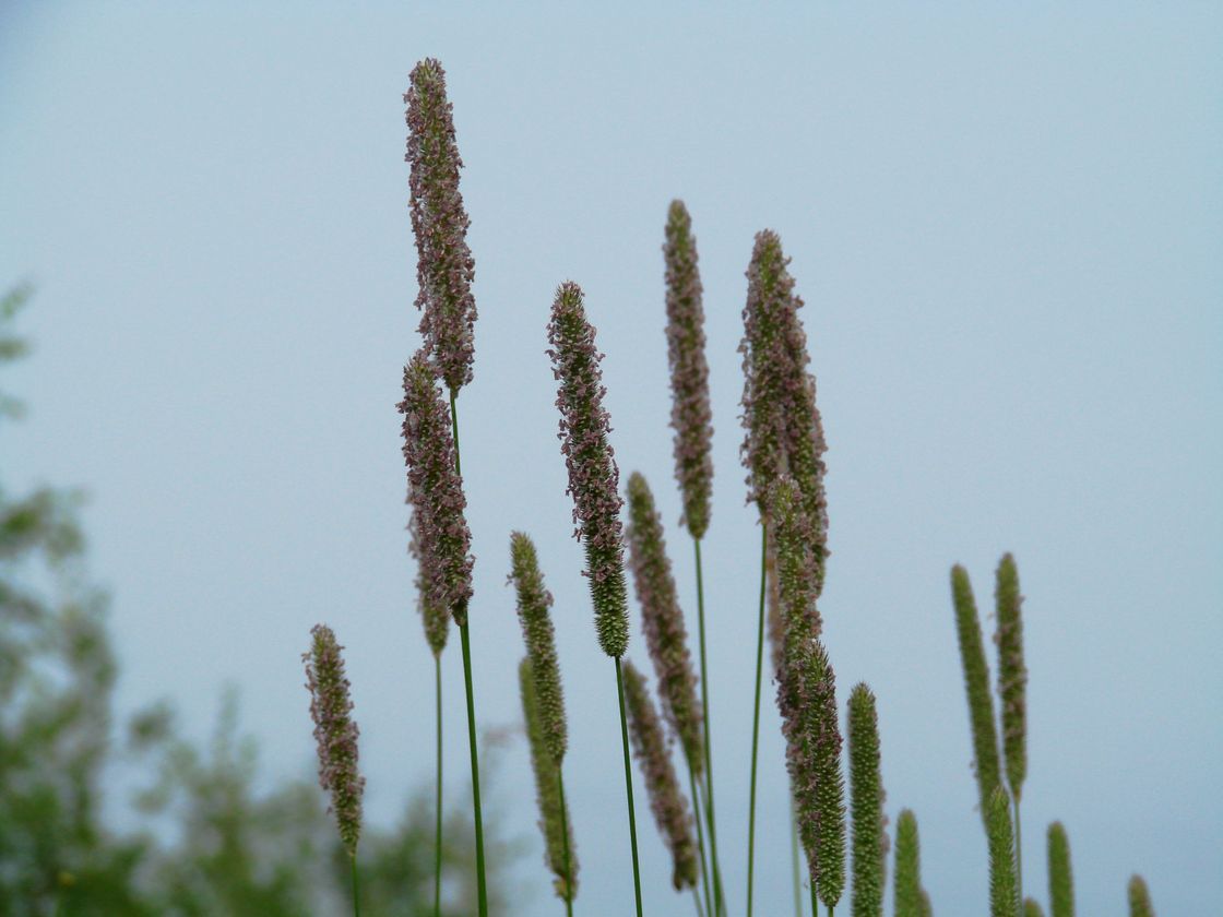 Image of Phleum pratense specimen.