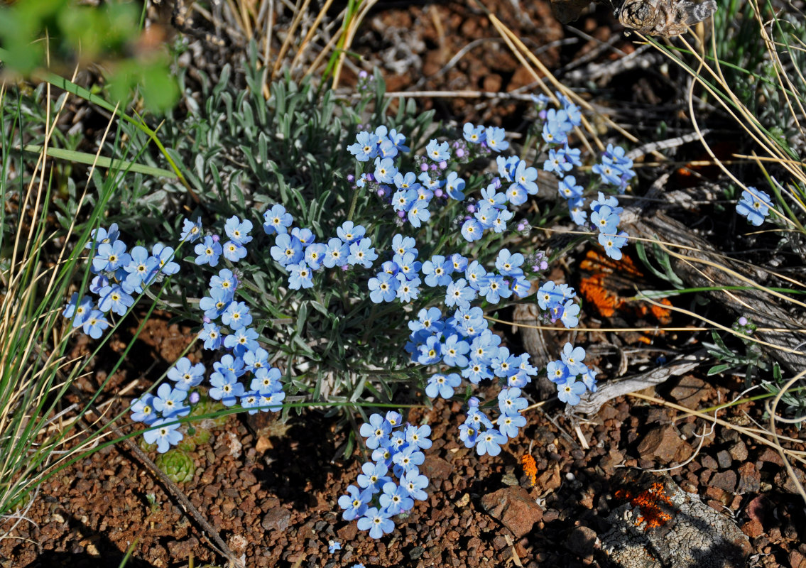 Изображение особи род Eritrichium.