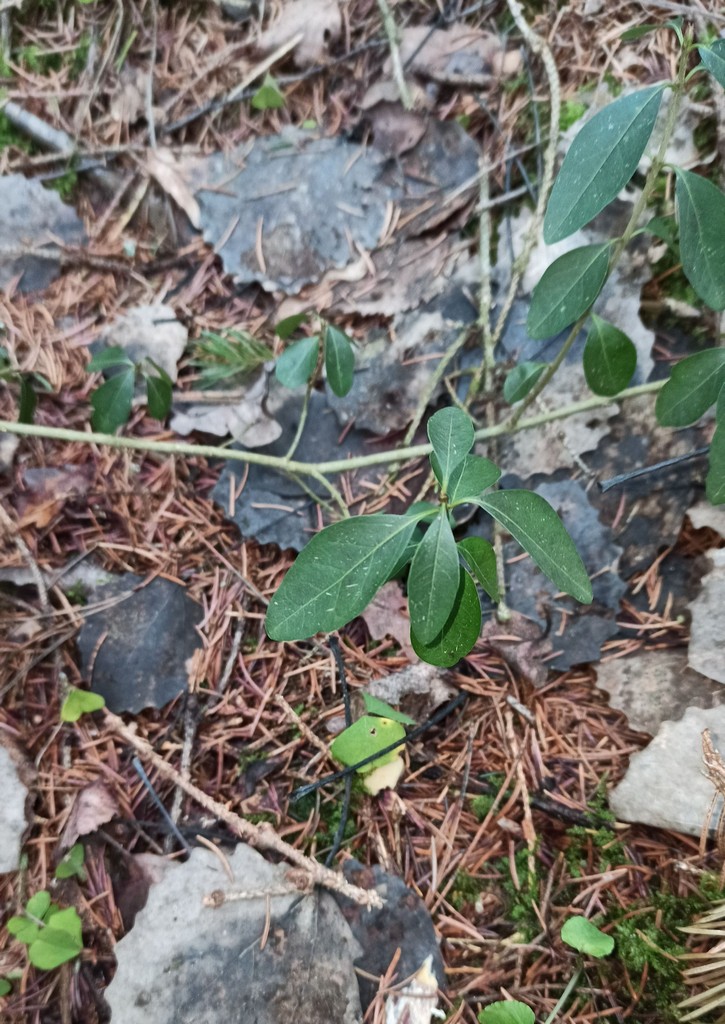 Image of Ligustrum vulgare specimen.