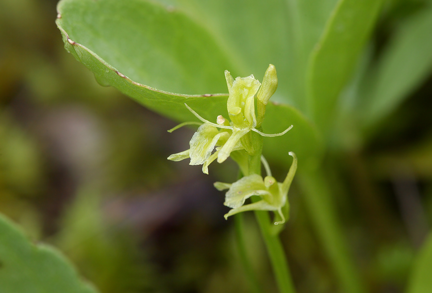 Image of Liparis loeselii specimen.