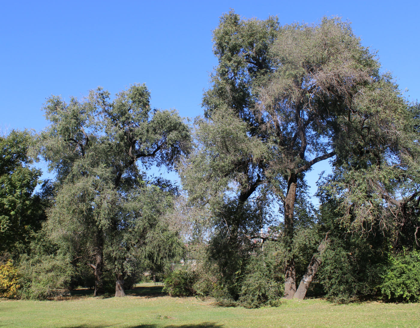 Image of Salix matsudana specimen.