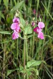 Impatiens glandulifera. Верхушка цветущего, начинающего плодоносить растения. Карельский перешеек, окр. Сертолово, на просеке газопровода юго-западнее пос. Горы. 17.08.2019.