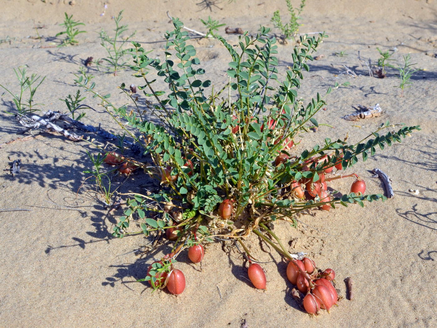 Image of Astragalus flexus specimen.