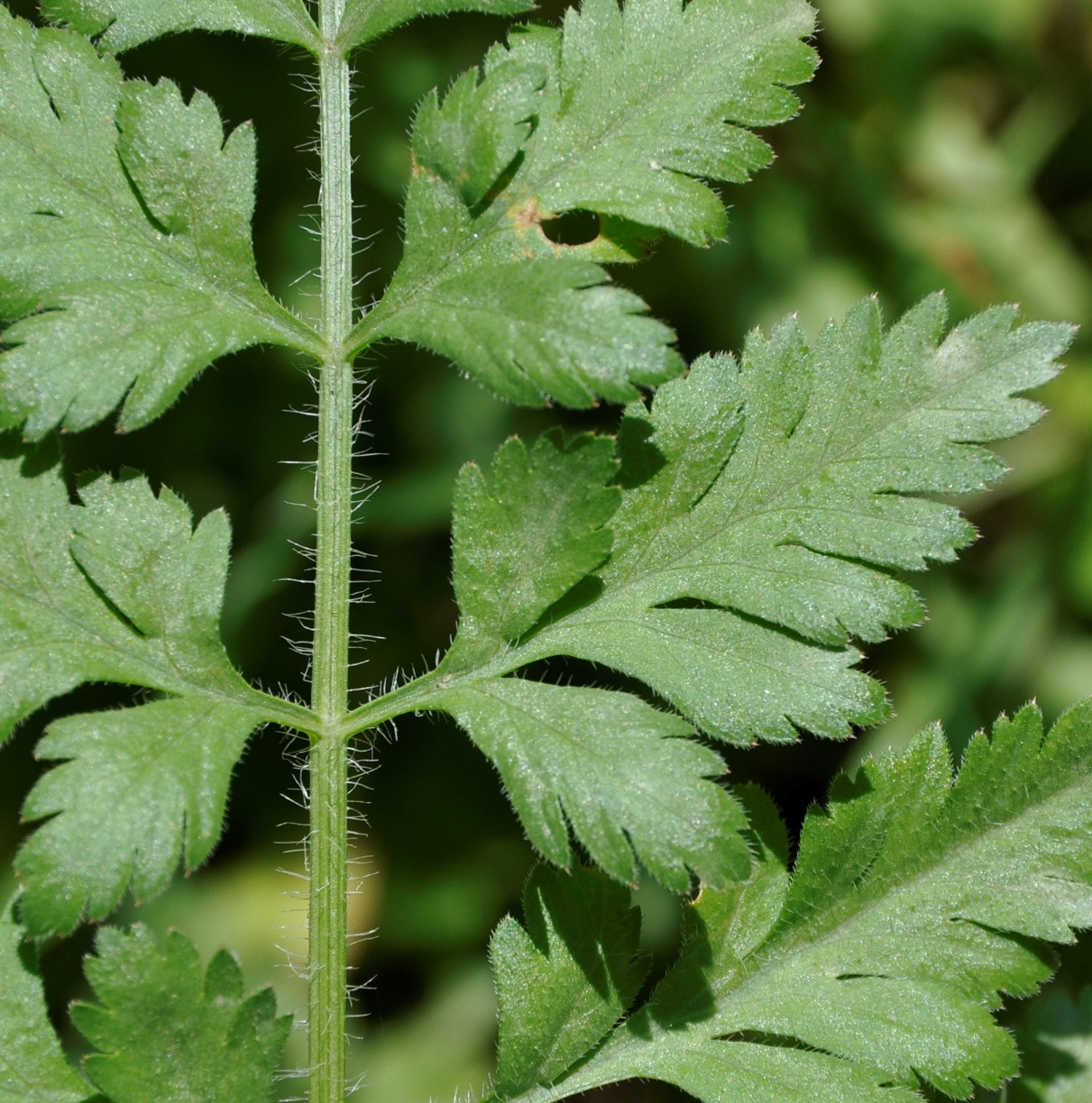 Изображение особи род Daucus.