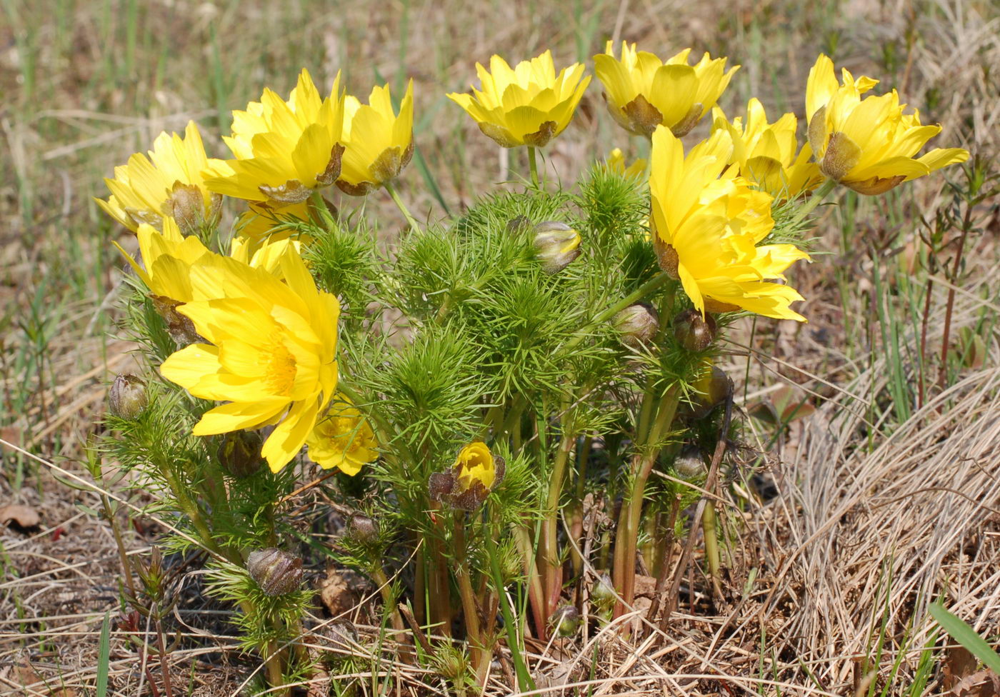 Изображение особи Adonis vernalis.