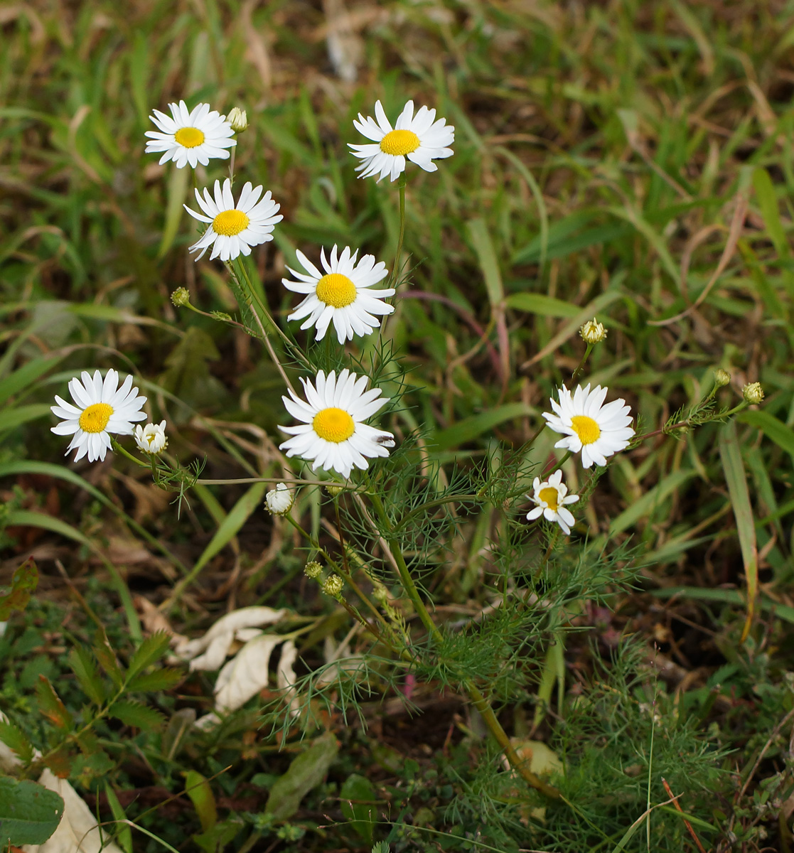 Изображение особи Tripleurospermum inodorum.