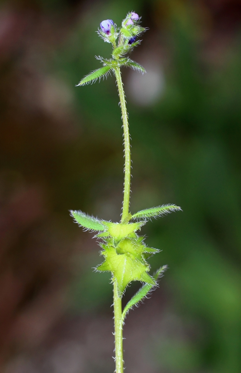 Image of Asperugo procumbens specimen.