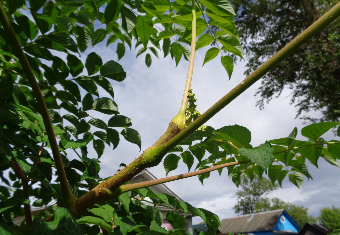 Image of Aralia elata specimen.