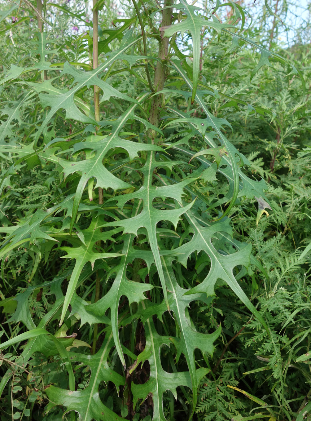 Image of Lactuca indica specimen.