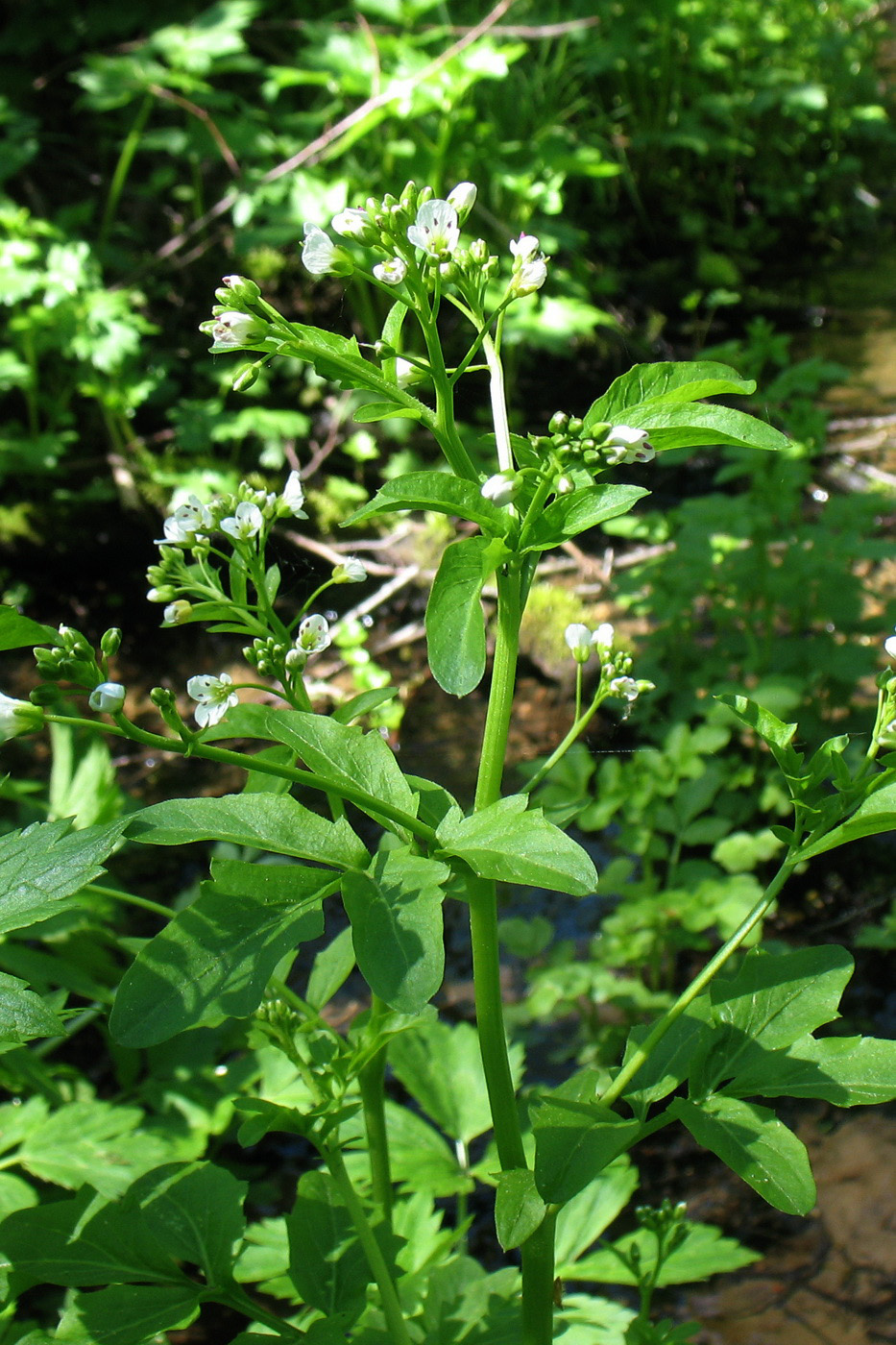 Изображение особи Cardamine amara.