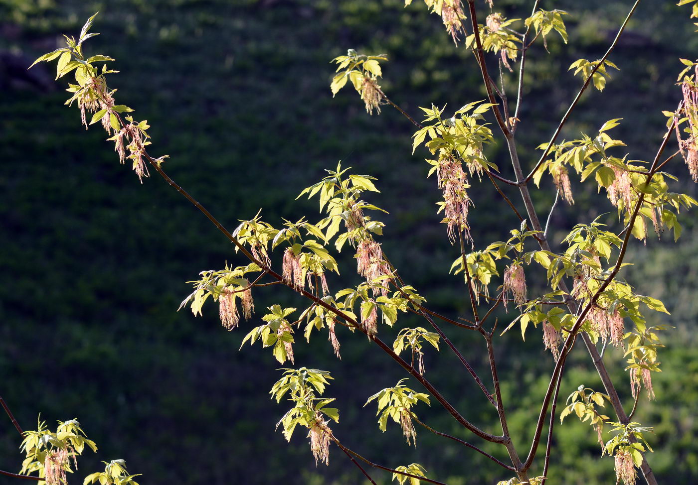 Image of Acer negundo specimen.