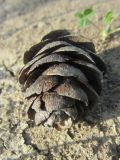 genus Larix
