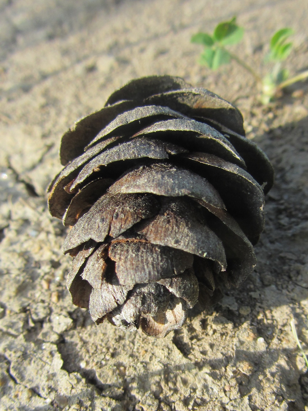 Image of genus Larix specimen.