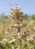 genus Thymus