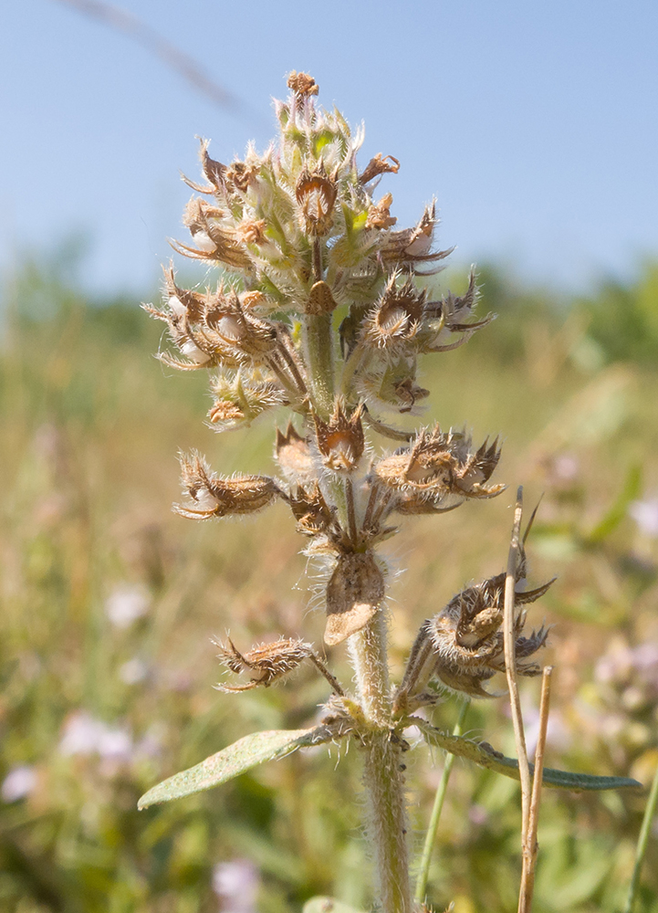 Image of genus Thymus specimen.